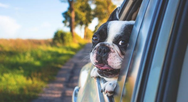 Pet Moving: What To Expect When Moving With A Dog