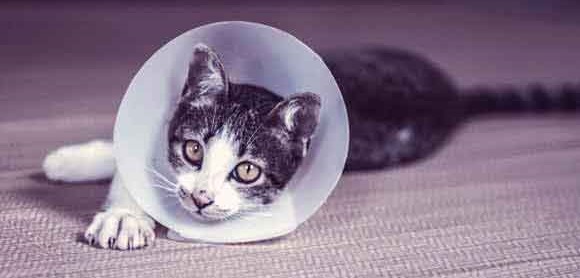 Moving A Sick Pet What To Do