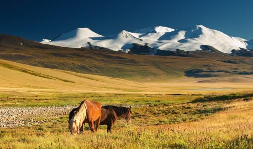 How Much Does It Cost to Ship a Car to Mongolia?