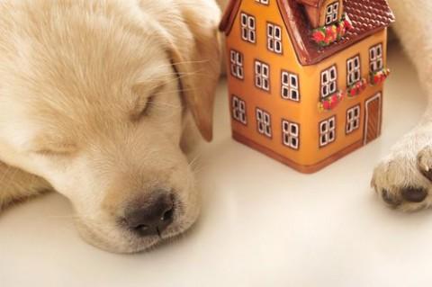 Making Your New Home Pet-Friendly (Pet Doors, Pet-Feeders)
