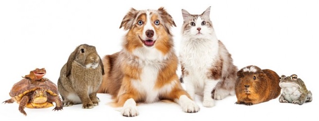 Challenges To Expect When Moving Your Pets