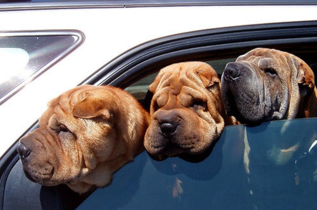 HOT CARS in the Summer