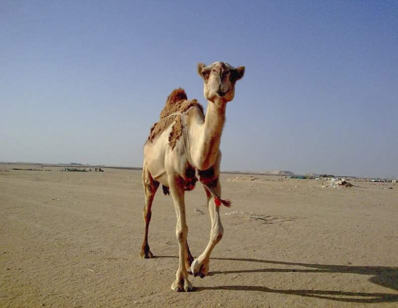 Why It’s Smart to Buy Shipping Services to Get a Car to Kuwait