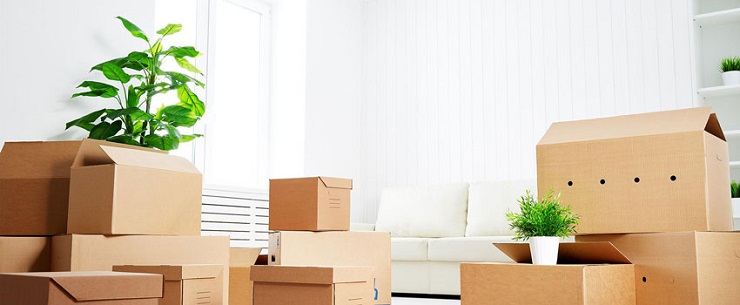 Packing & Transporting Plants
