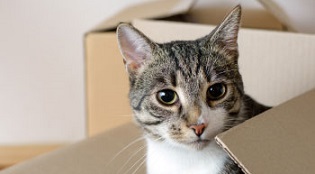Same Day Movers In Culver City, California