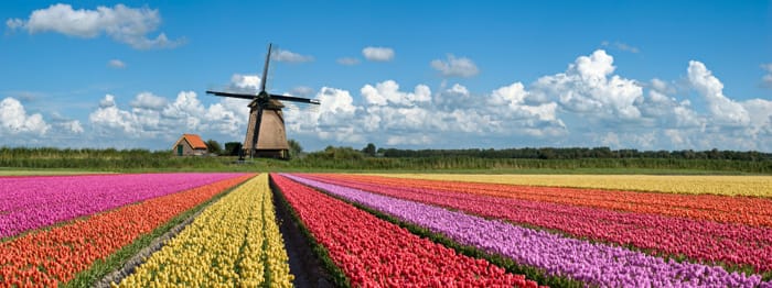 Moving To The Netherlands From Canada