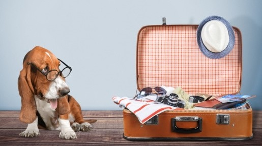 What You Need To Pack For Your Pet Before The Move