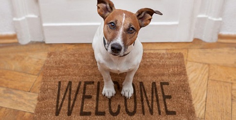 International Pet Moving