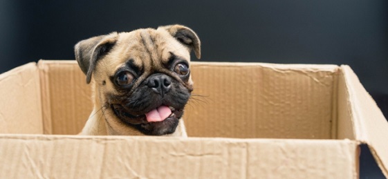 Helping Your Pets Cope During The Moving Process