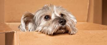 Pet Moving – What You Need To Know