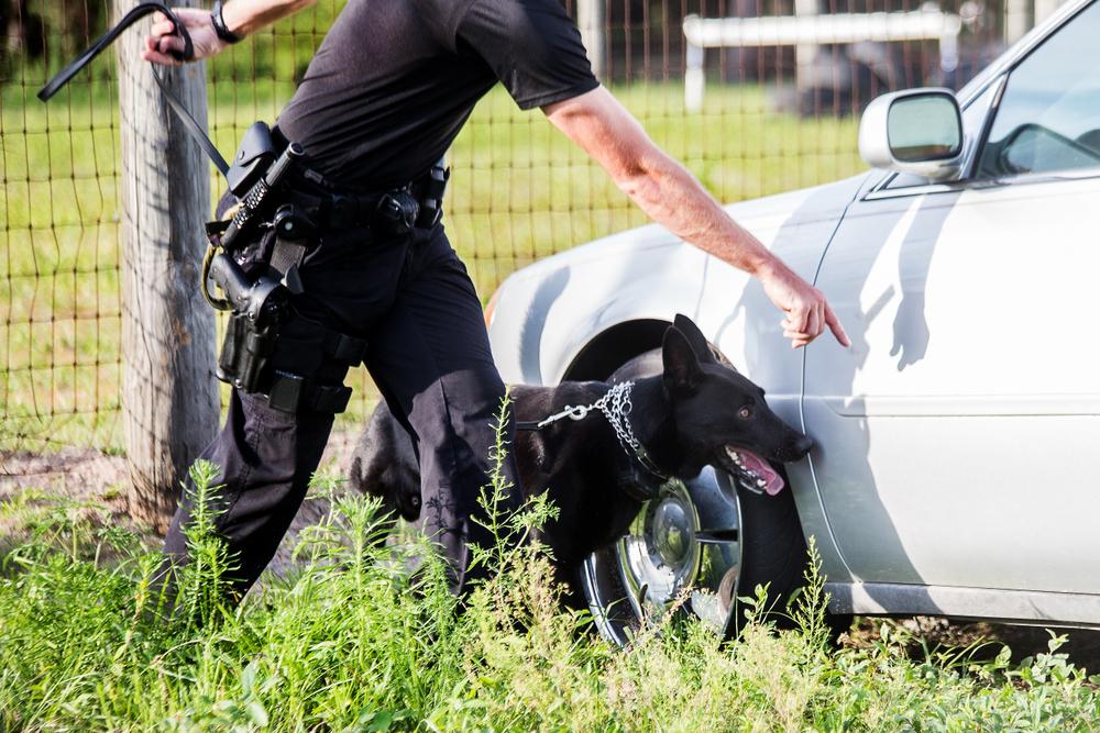 Do Car Transport Services Search Your Car When You Ship It?