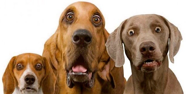 How To Prepare Your Pets For A Move That Will Separate Them
