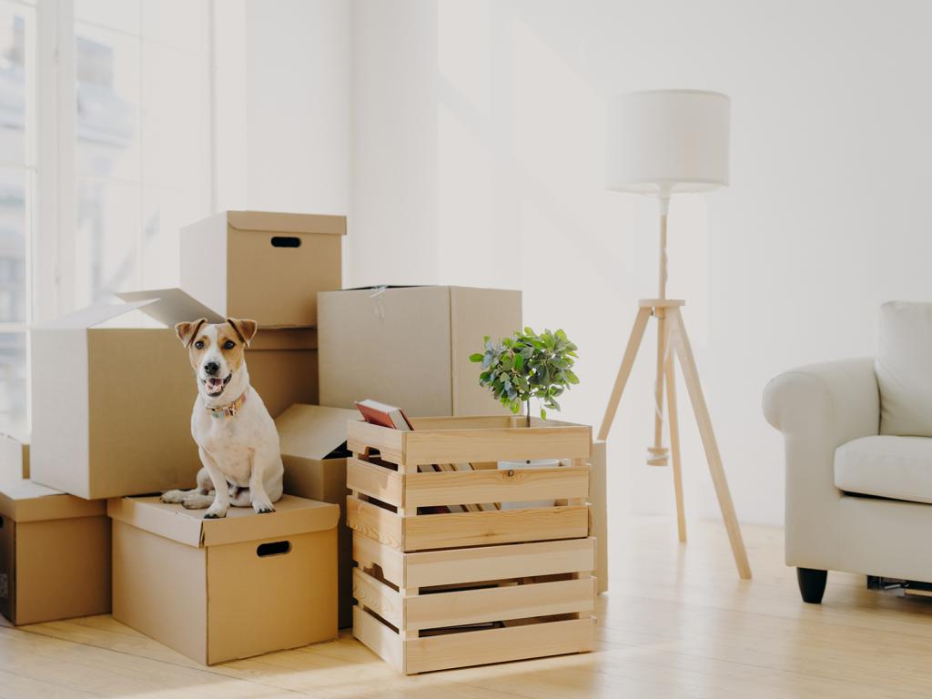 What A Pet Mover Does