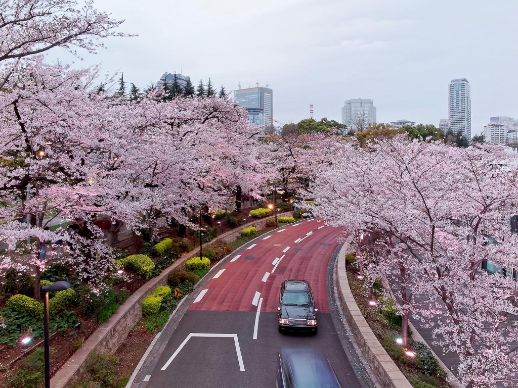 Can I Afford to Ship a Car to Japan?