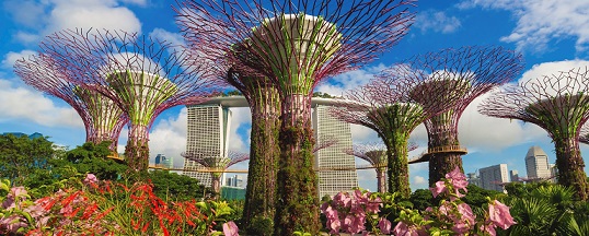 Singapore Vehicle Registration Process